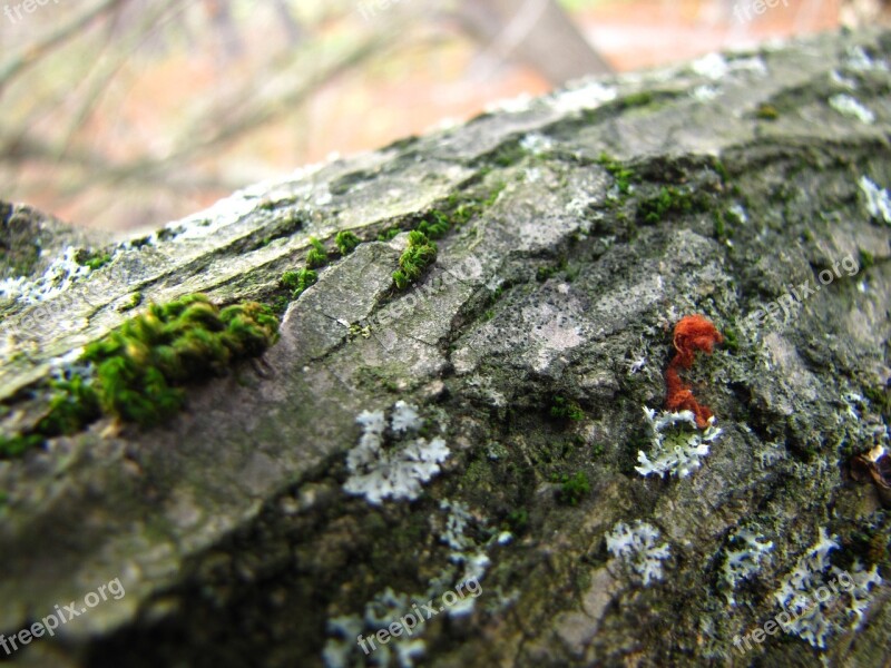 Bark Mushroom Moss Autumn Nature