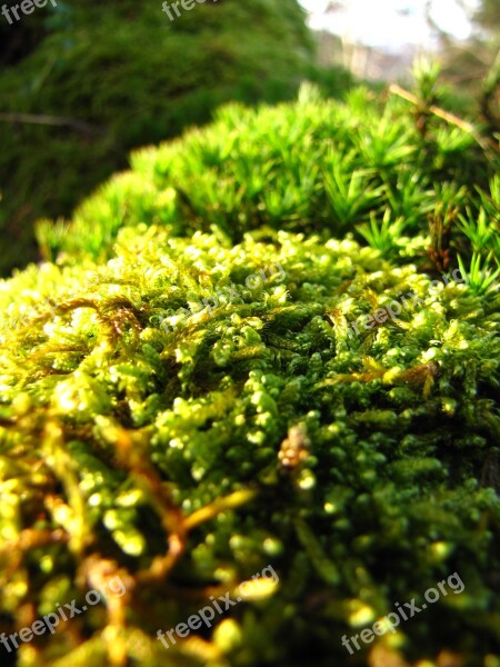 Green Forest Autumn Moss Macro