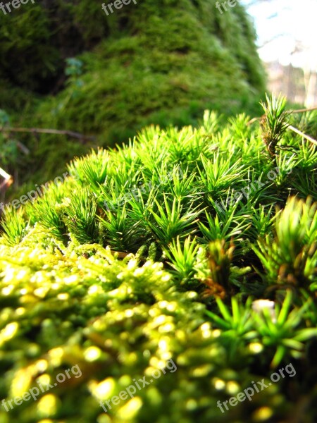 Green Forest Autumn Moss Macro