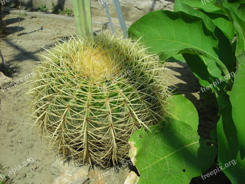 Nature Cactus Plant Free Photos