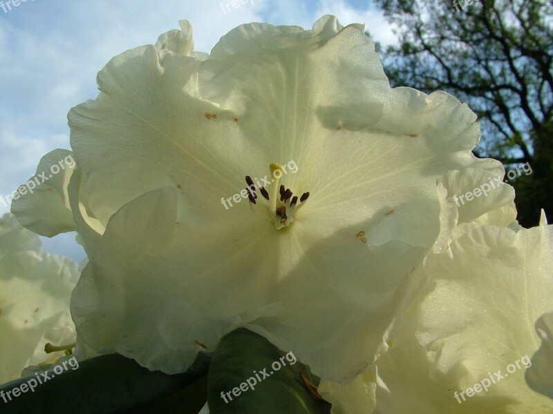 Rhododendron Spring Blossom Bloom Free Photos