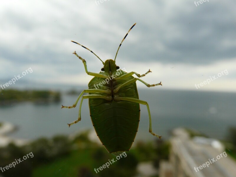 Green Bug Bug Beetle Insect Bugs