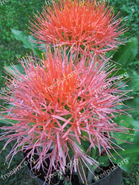 Justin Flower Garden Huge Flower Red Flower