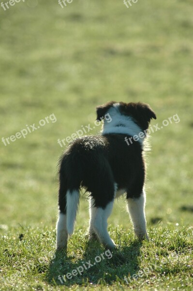 Puppy Border Collie Dog Prairie Animals