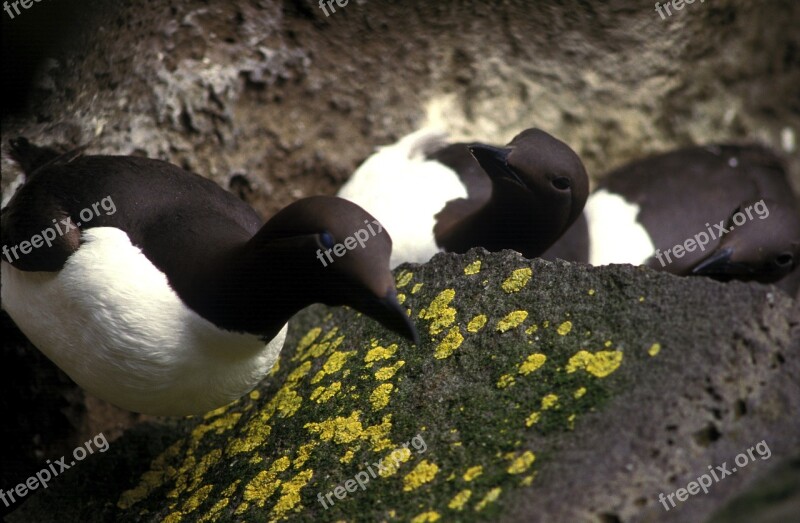 Common Murre Bird Rocks Moss Birds