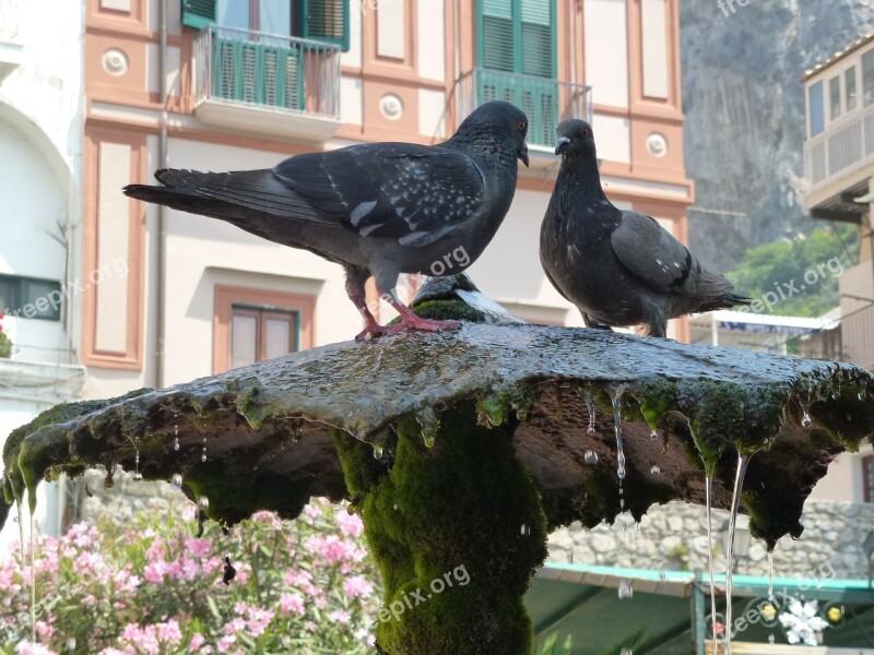 Amalfi Thirsty Register Your Pigeons Free Photos