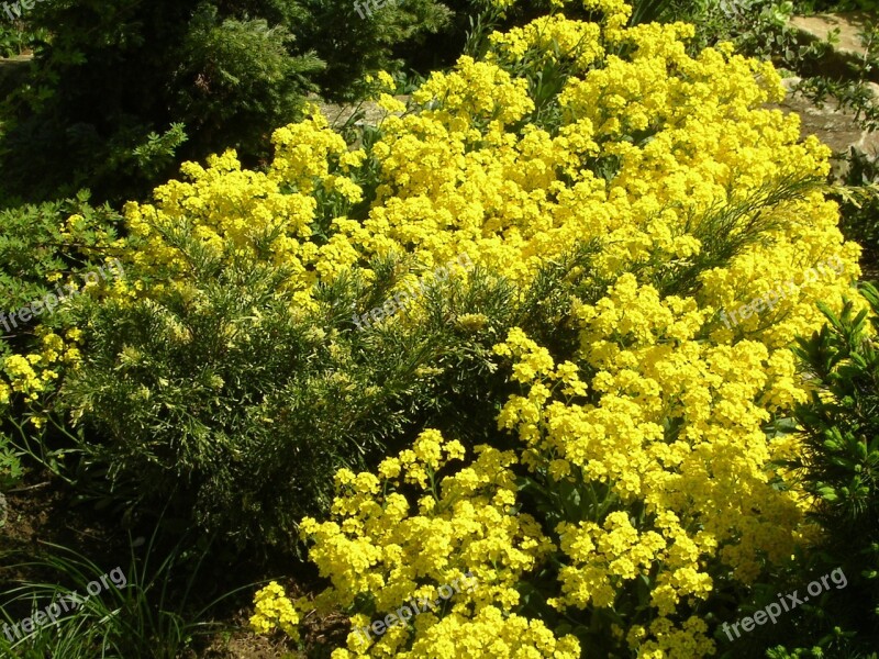 Spring Spring Flowers Flower Yellow Free Photos