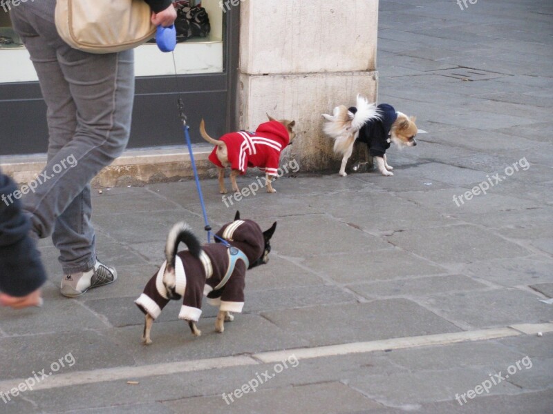 Dog Hund Dog Walking Kutyadivat Free Photos