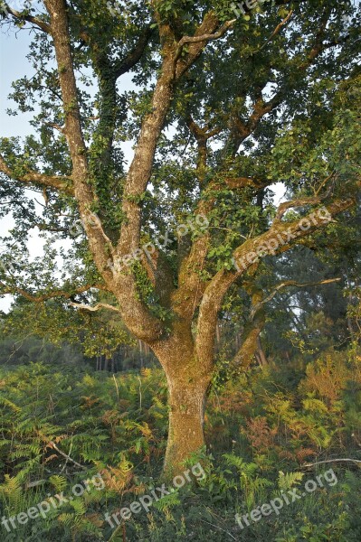 France Trees Oak Summer Spring