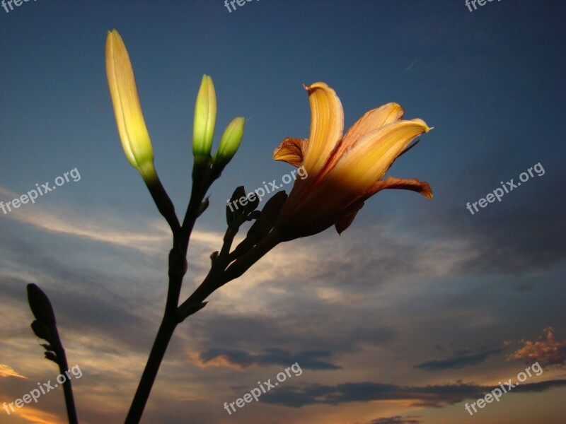 Flower Light Cloud Light And Shadow Free Photos