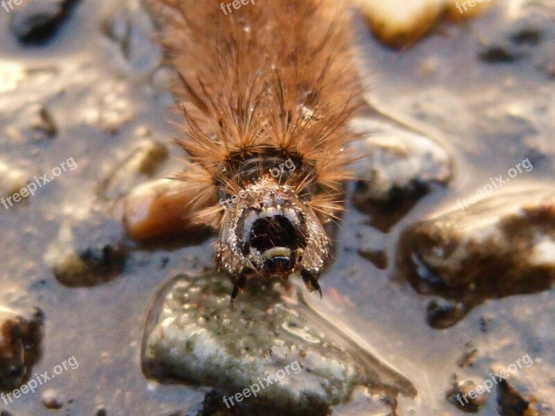 Insect Caterpillar Butterfly Animal Natural Water