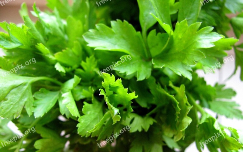 Parsley Green Plant Spice Free Photos