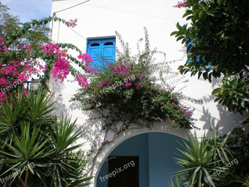 Santorini Flowers Greek Island Greece Street View