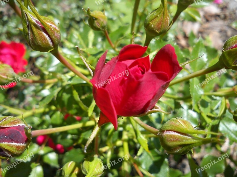 Rosebud Red Rose Free Photos