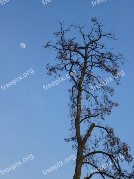 Wood Moon Blue Sky Free Photos