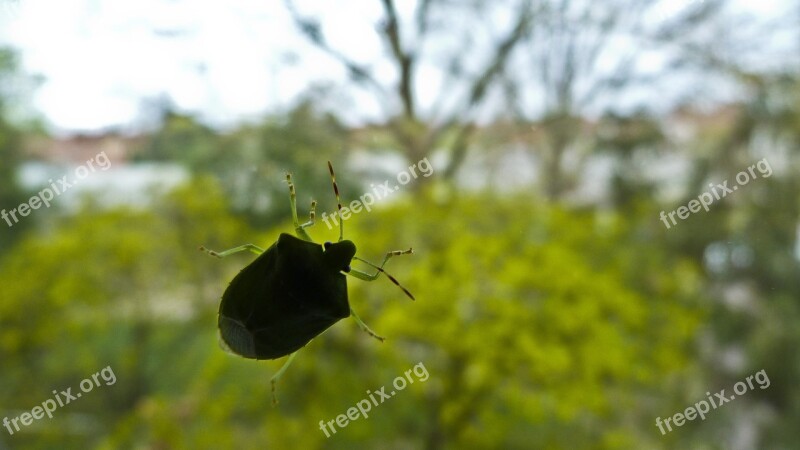 Beetle Glass Nature Free Photos