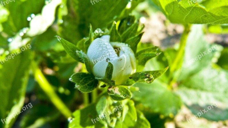 Strawberry Drop In The Morning Free Photos