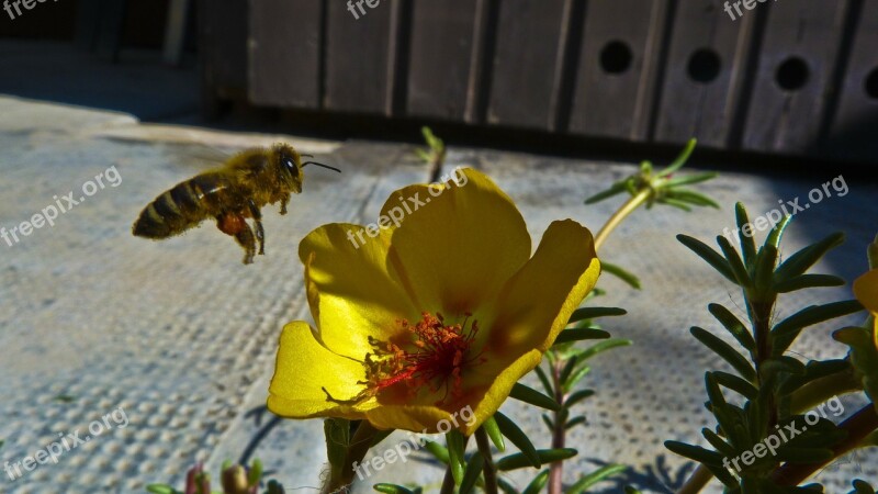 Flower Pollen Bee Free Photos