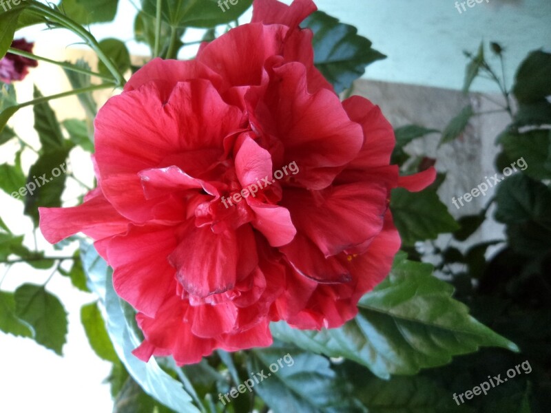 Hibiscus Flower Red Free Photos