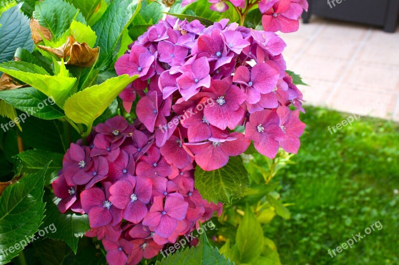 Hydrangeas Pink Flowers Floral Hydrangea Blooms