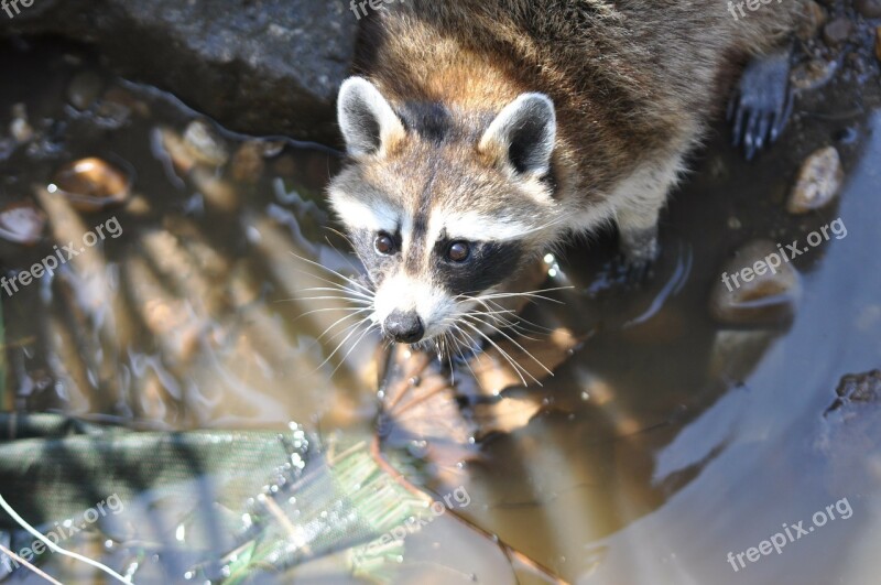 Raccoon Common Raccoon Procyon Lotor Wild Animal Nature