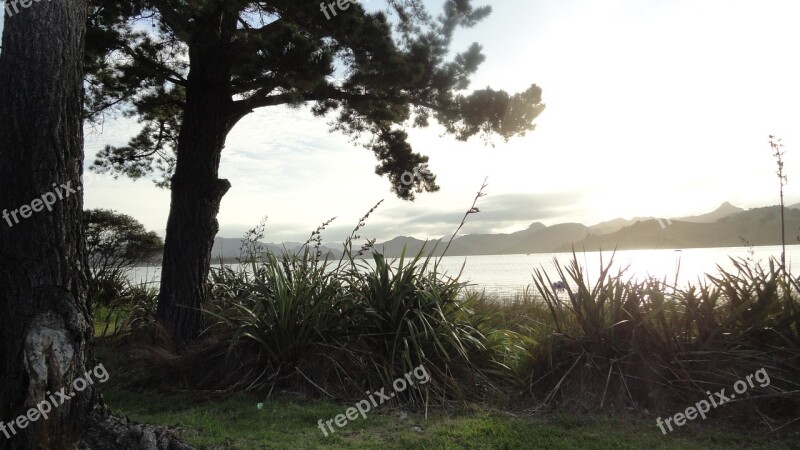 New Zealand Tree Wind Sea Coast