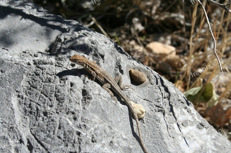 Lizard Stone Reptile Rock Nature