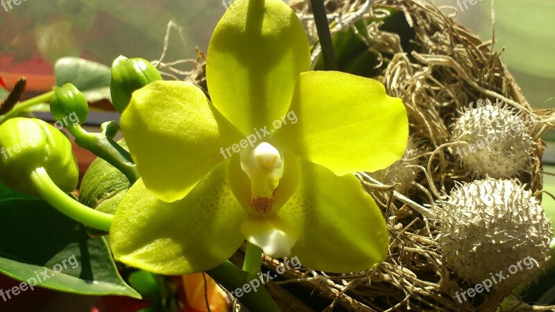 Yellow Flower Orchids Blossom Bloom