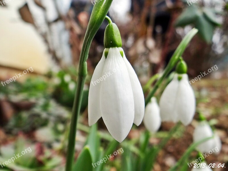 Snowdrop February At The Beginning Of Free Photos