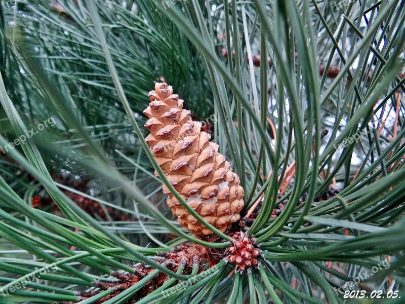 Pine Cone Brown Free Photos