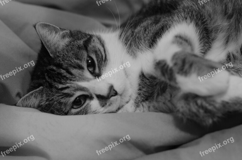 Cat Cat's Face Black And White Free Photos