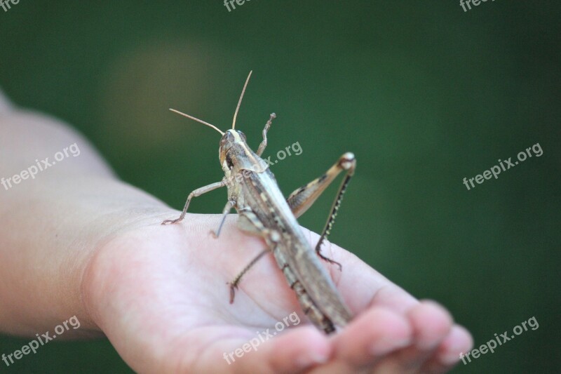 Grasshopper Locust Insect Bug Giant