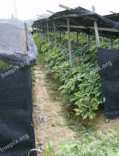 Ginseng Agriculture Export Free Photos