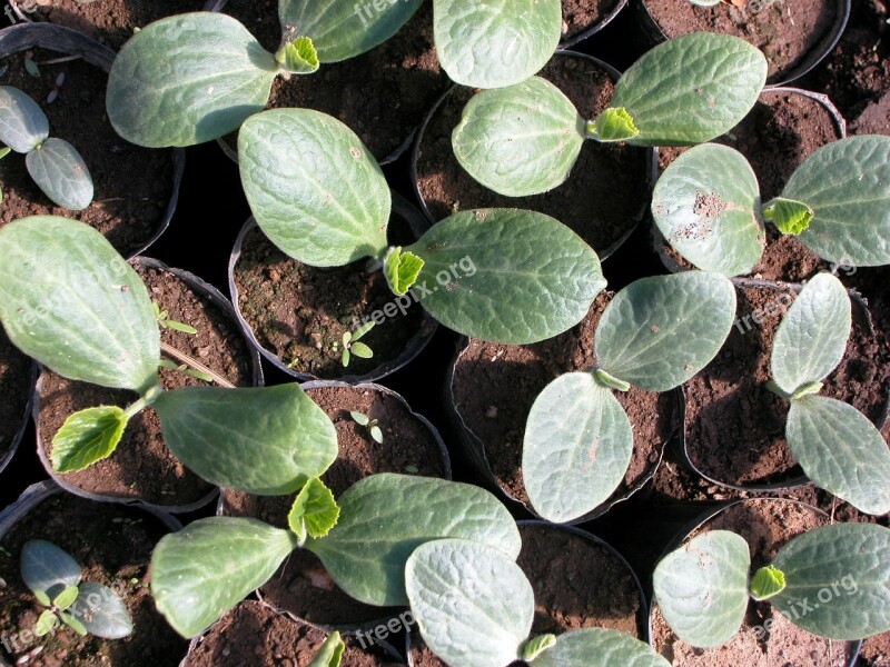 Organic Seedlings Port Free Photos