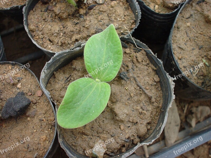 Organic Seedlings Port Free Photos