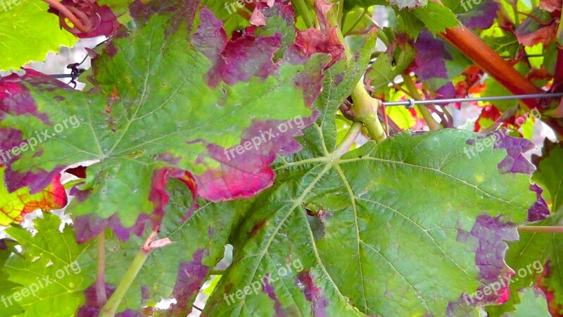 Vine Winegrowing Vines Vineyard Wine Leaf