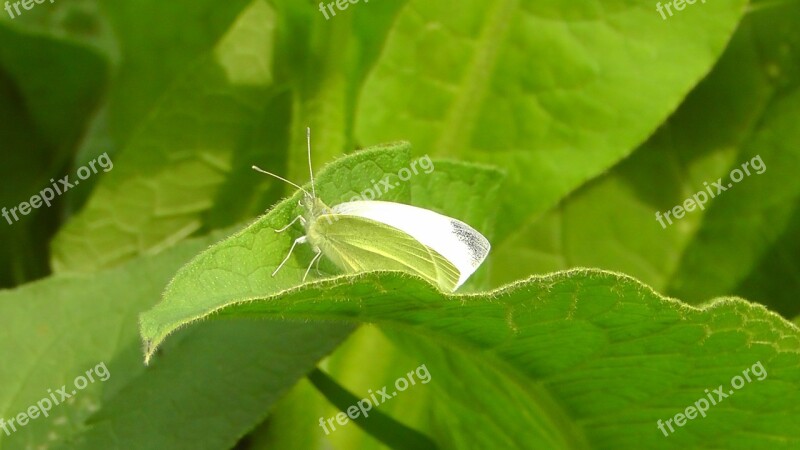 White Butterfly Insect Animal Wing