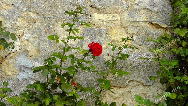 Rose Wall Rosebush Lonely Loneliness