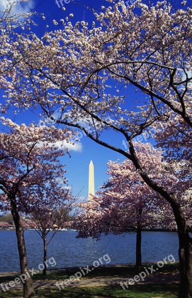 Washington Dc Japanese Cherry Trees Blooms Blooming Flowering