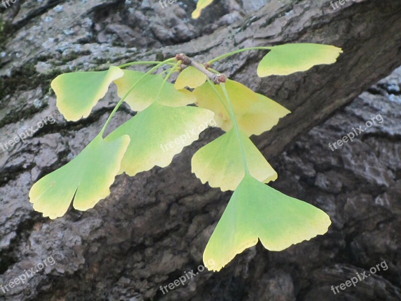 Autumn Arboretum Ginkgo Biloba Autumn Leaves Free Photos