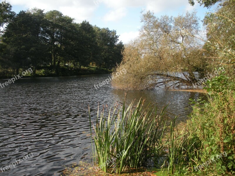 Nature Lake Autumn Vegetation Water