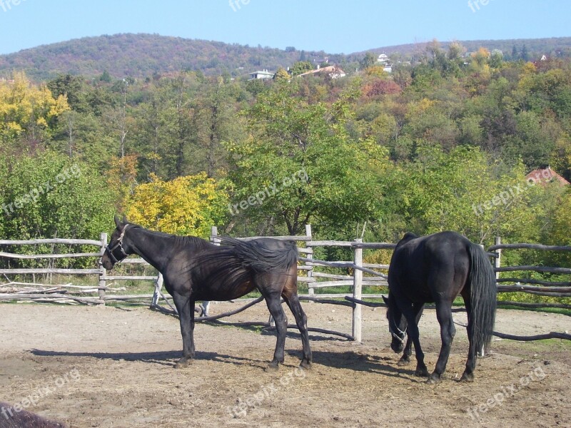 Horses Ethnographic Open Air Museum Autumn Free Photos