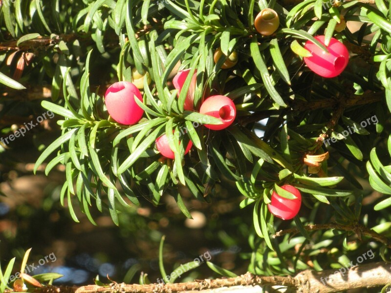 Taxus Hicksii Evergreen Red Berries Red Green