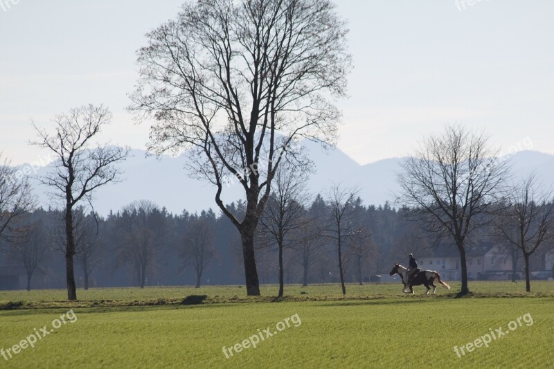 Spring Trees Hair Dryer Landscape Panorama