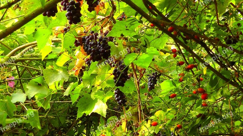 Wild Grapes Rose Hip Sweet Red Grapes Grapes