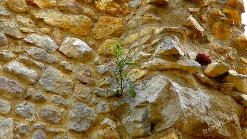 Stone Wall Wall Wallflower Boulders Free Photos