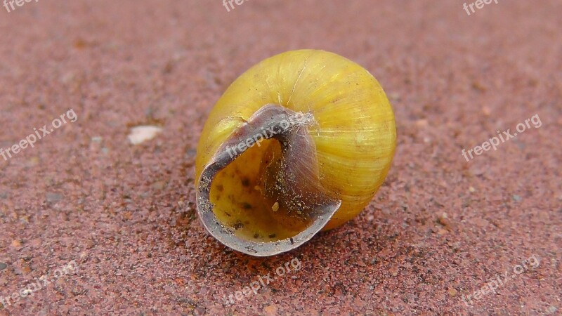 Shell Snail Invertebrates Molluscs Animals