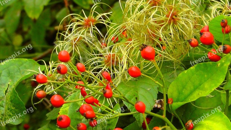 Wild Rose Hip Nature Herbs Autumn