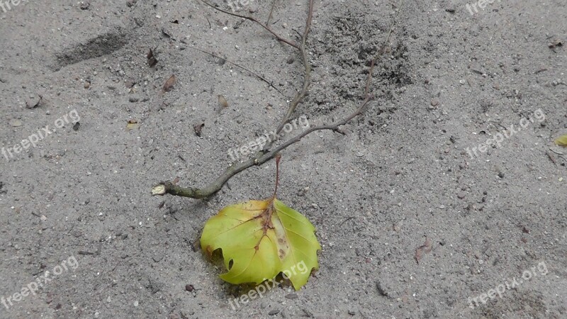 Drought Maple Leaf Land Dry Sand