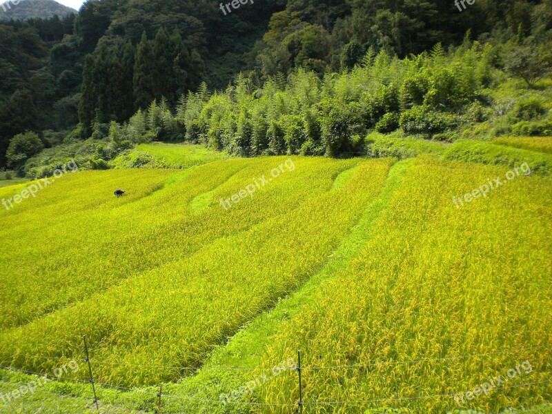 Japan Landscape Summer Spring Crop